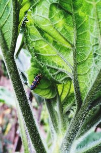 Close-up of insect on leaf