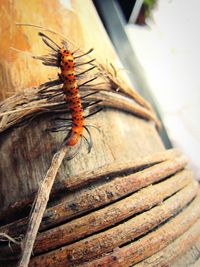 Close-up of insect