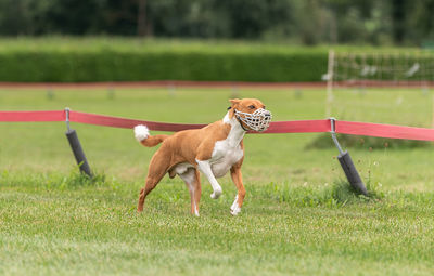 Dog running at racetrack