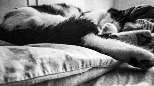 Close-up of cat sleeping on blanket