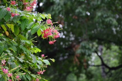 Close-up of pink flowers