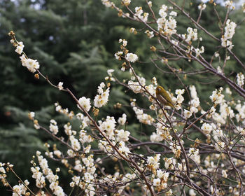 Close-up of plant against tree