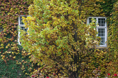 Close-up of tree with ivy growing in house