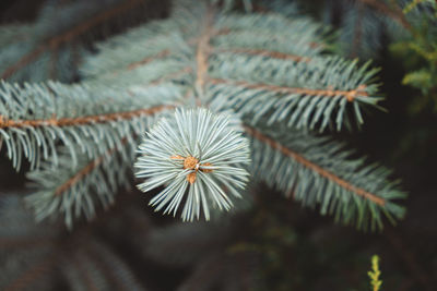 Close-up of pine tree in park