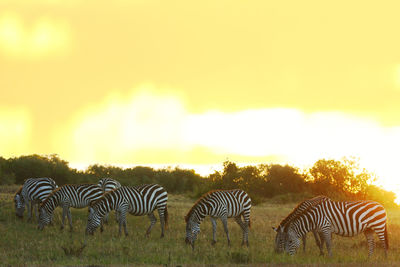 View of zebras on field during sunset