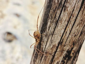 Close-up of insect on tree trunk