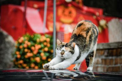 Cat stretching on car hood