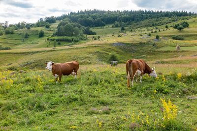 Cows grazing in a field