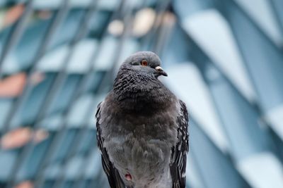 Close-up of pigeon perching