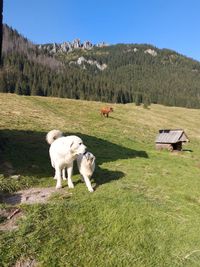 View of a sheep on field