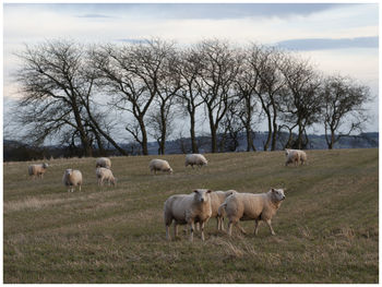 Sheep grazing in a field