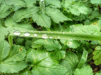 High angle view of raindrops on leaves