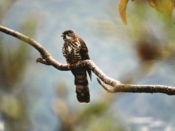 Close-up of bird perching on branch