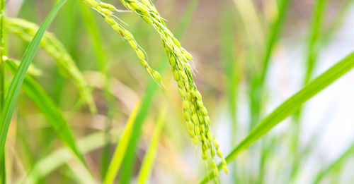 Close-up of crops growing on field