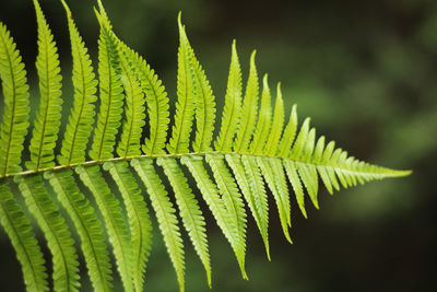 Close-up of fern leaves