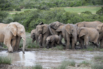 Elephants on field in mud