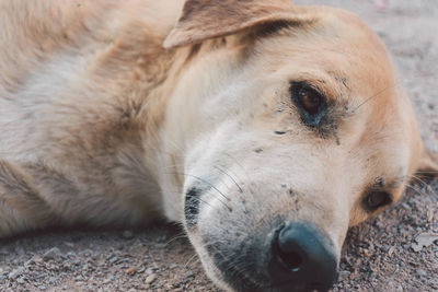 Close-up portrait of a dog