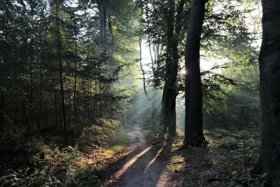 Road amidst trees in forest