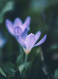 Close-up of flower blooming outdoors
