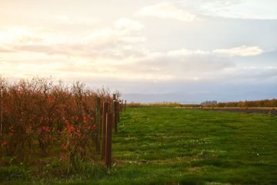 Wooden posts on field against sky