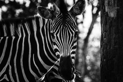 Close-up of zebras on tree trunk