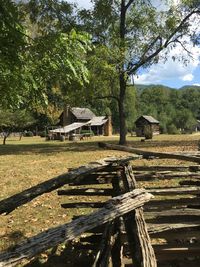 Trees on field in forest