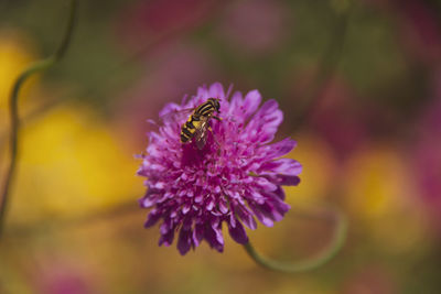 Close-up of bee pollinating on purple flower