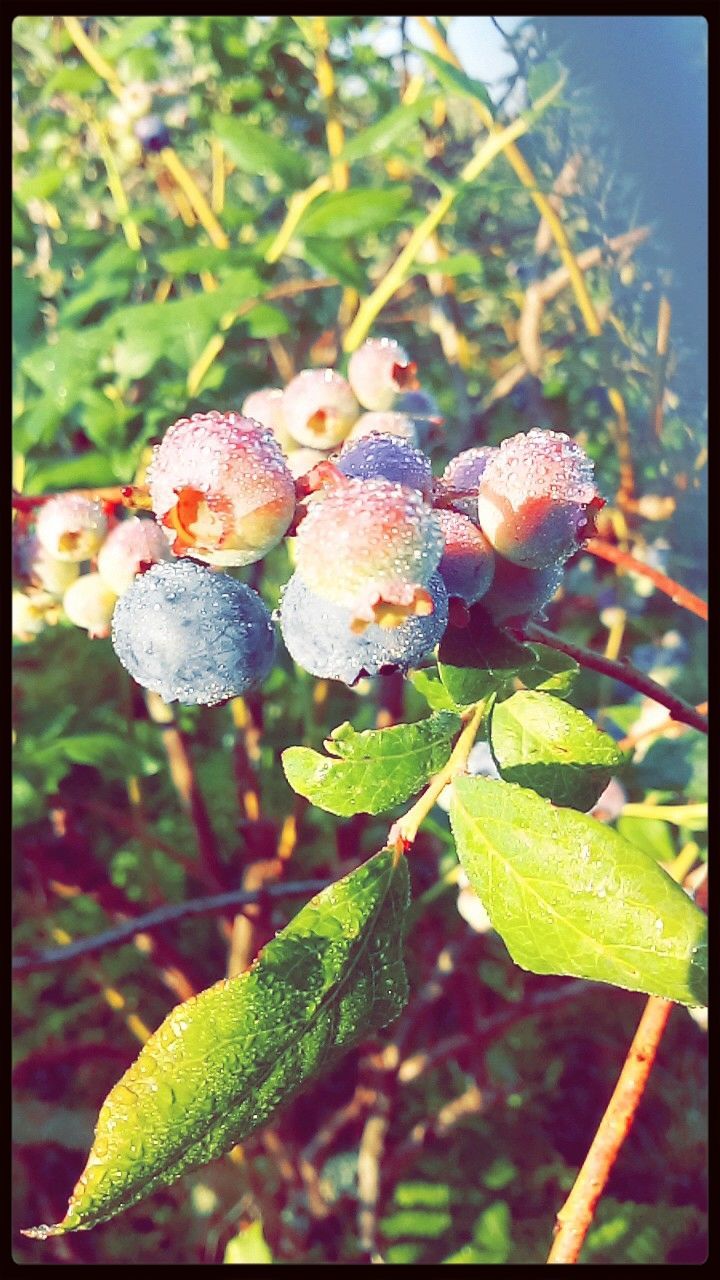 transfer print, auto post production filter, growth, close-up, freshness, leaf, focus on foreground, plant, nature, beauty in nature, flower, fragility, green color, bud, selective focus, growing, day, outdoors, no people, new life