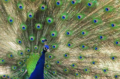 Close-up of peacock