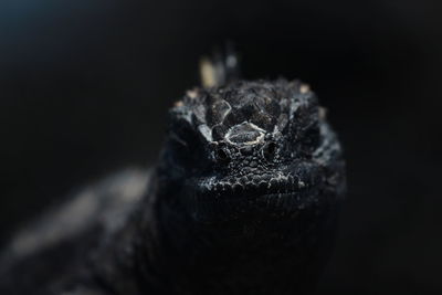 Close-up of a marine iguana against black background