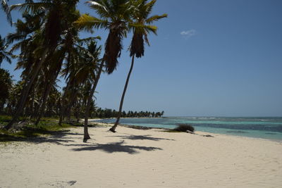 Palm trees on beach against clear sky