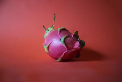 Close-up of flower over red background