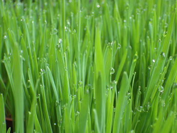 Wheatgrass is rich in fiber and can effectively help cats get rid of hairballs in their stomachs