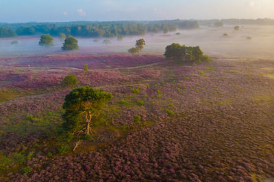 Scenic view of agricultural field