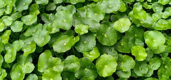 Full frame shot of wet leaves