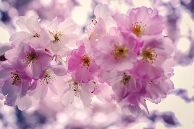 Close-up of pink cherry blossoms