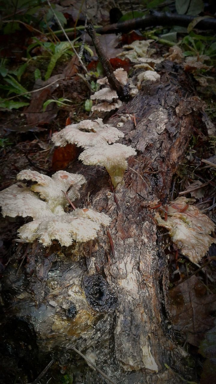 nature, leaf, tree trunk, no people, change, high angle view, fungus, moss, outdoors, growth, day, forest, close-up, autumn, fragility, bark, mushroom, toadstool, beauty in nature, tree, fly agaric