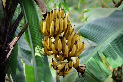 Ripe bananas on the tree, ripe bananas in the garden, this picture was taken in the banana garden