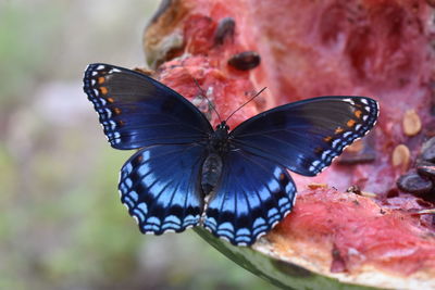 Close-up of butterfly on flower