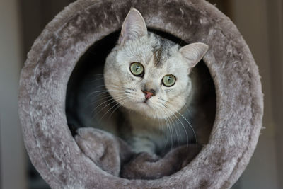 A british shorthair cat peeps out of a round gray cat house.