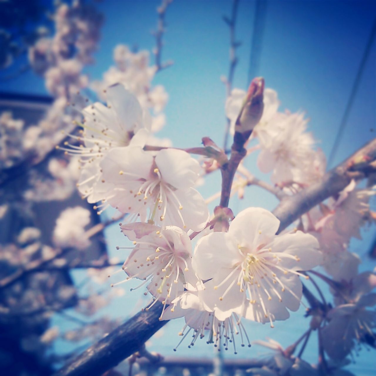 flower, freshness, fragility, petal, growth, flower head, close-up, focus on foreground, beauty in nature, blossom, cherry blossom, nature, blooming, branch, white color, in bloom, low angle view, stamen, pollen, springtime