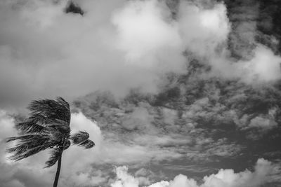 Low angle view of tree against sky