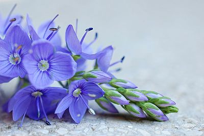 Close-up of purple flowering plant