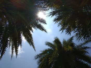 Low angle view of sunlight streaming through trees