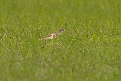 Side view of a bird on grass