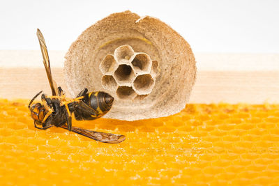 Close-up of bee asian hornet dead