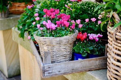 Close-up of potted plants in basket