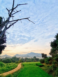 Scenic view of field against sky