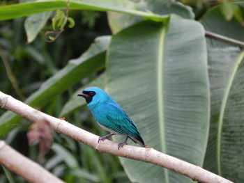 Close-up of bird perching on tree