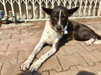 High angle view of dog sitting on footpath